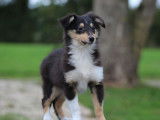 Un chiot femelle Berger des Shetland LOF à vendre