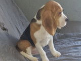 Chiot Beagle LOF mâle