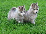 5 chiots mâles Huskies de Sibérie LOF à réserver