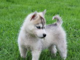 5 chiots mâles Huskies de Sibérie LOF à réserver