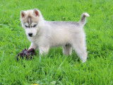 5 chiots mâles Huskies de Sibérie LOF à réserver