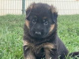 À réserver, 5 chiots Bergers Allemands LOF
