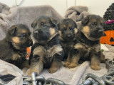 À réserver, 5 chiots Bergers Allemands LOF