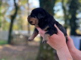 À réserver : 4 chiots Rottweilers LOF