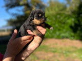 À réserver : 4 chiots Rottweilers LOF