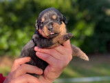 À réserver : 4 chiots Rottweilers LOF