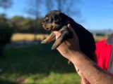 À réserver : 4 chiots Rottweilers LOF