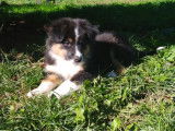 Chiot femelle Berger Australien noir tricolore LOF disponible à la vente