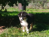 Chiot femelle Berger Australien noir tricolore LOF disponible à la vente