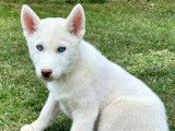 Husky de Sibérie LOF dispo de suite