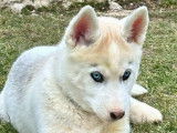 Husky de Sibérie LOF dispo de suite