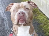 Chien Staffordshire Bull Terrier &agrave; donner