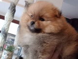 Chiots de race Loulou de Poméranie à vendre (1 femelle & 1 mâle)