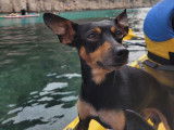 Pinscher mâle de 3 ans disponible pour saillie