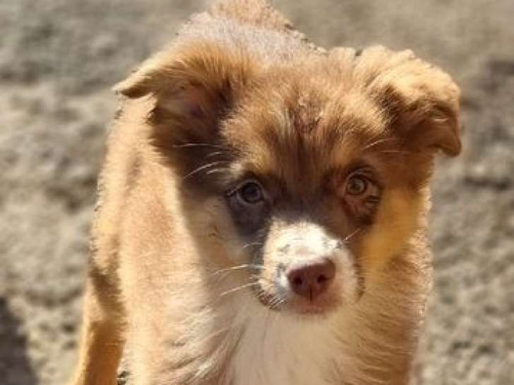 6 chiots Bergers Australiens LOF disponibles à la vente