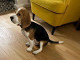 Chiot Beagle 5 mois à donner