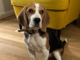Chiot Beagle 5 mois à donner