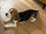 Chiot Beagle 5 mois à donner