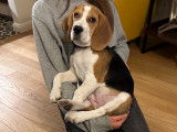 Chiot Beagle 5 mois à donner
