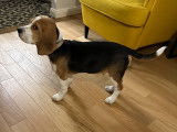 Chiot Beagle 5 mois à donner
