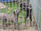 Chiots Cane Corso gris et gris bringé à vendre