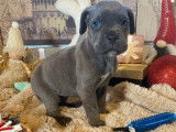 Chiots Cane Corso gris et gris bringé à vendre
