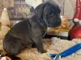 Chiots Cane Corso gris et gris bringé à vendre