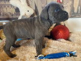 Chiots Cane Corso gris et gris bringé à vendre