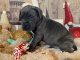 Chiots Cane Corso gris et gris bringé à vendre