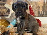 Chiots Cane Corso gris et gris bringé à vendre