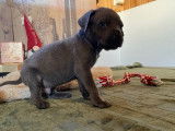 Chiots Cane Corso gris et gris bringé à vendre