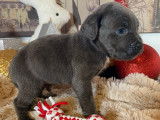 Chiots Cane Corso gris et gris bringé à vendre
