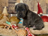 Chiots Cane Corso gris et gris bringé à vendre