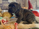 Chiots Cane Corso gris et gris bringé à vendre