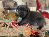 Chiots Cane Corso gris et gris bringé à vendre