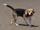 Etalon Beagle LOF disponible pour saillie