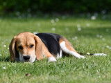 Etalon Beagle LOF disponible pour saillie