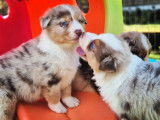 5 chiots Bergers Australiens LOF à réserver