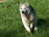 2 chiots Huskys Sibériens LOF mâles à vendre