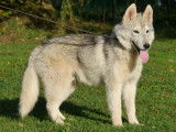 4 chiots Huskys de Sibérie à vendre (LOF)
