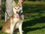 4 chiots Huskys de Sibérie à vendre (LOF)