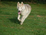 Chiot femelle Husky Sibérien de couleur grise LOF à acheter