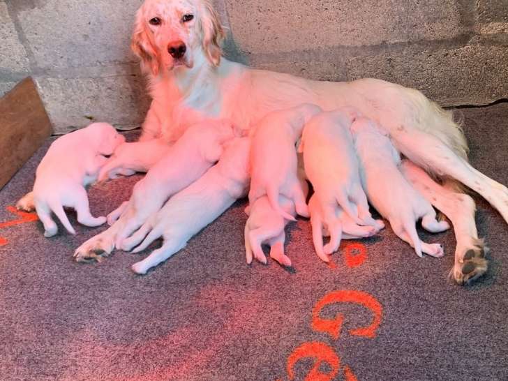 9 chiots Setters Anglais disponibles à la réservation (LOF)