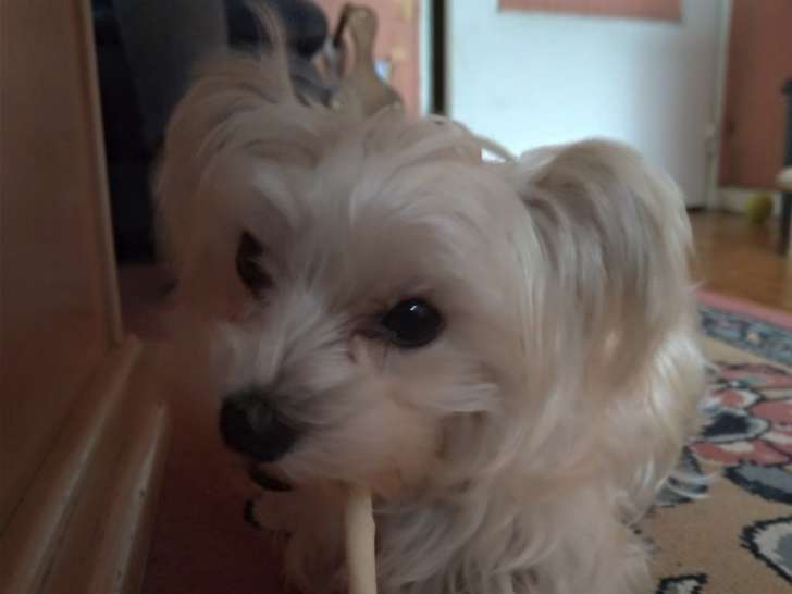 Femelle Morkie disponible pour saillie