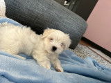 Puppy, chiot Bichon Maltais à vendre