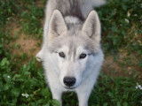 Disponibles à l’achat 2 chiots Huskys Sibériens LOF