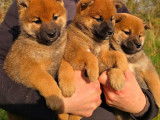 Disponibles à l’achat 3 chiots femelles Shiba Inu LOF