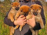 Disponibles à l’achat 3 chiots femelles Shiba Inu LOF