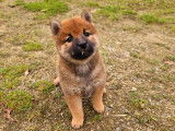 Disponibles à l’achat 3 chiots femelles Shiba Inu LOF