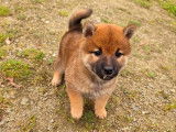Disponibles à l’achat 3 chiots femelles Shiba Inu LOF